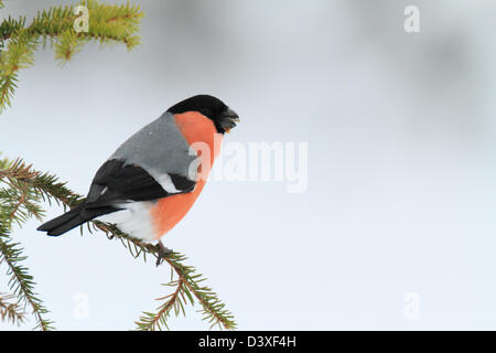 Canard colvert (Pyrrhula pyrrhula) et la neige. Photographié dans de Västerbotten, Suède Banque D'Images