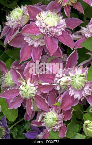 Clematis 'Joséphine' un début, grosses fleurs, variété double avec les droits des obtenteurs. Banque D'Images