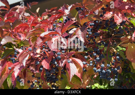 Parthenocissus quinquefolia syn. Parthenocissus quinquefolia Vitis 'vigne' close-up de fruits et de feuillage en automne coloriage. Banque D'Images