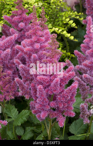 Astilbe chinensis 'Visions' Banque D'Images