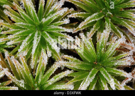 Les petites plantes sont couvertes de cristaux de givre. Photographié à Frederikshaab Plantation, Danemark Banque D'Images