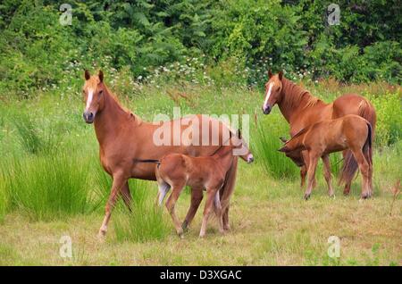 Pferd France - cheval 11 Banque D'Images