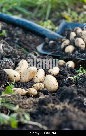 Pommes de terre bio et une pelle dans un jardin Banque D'Images