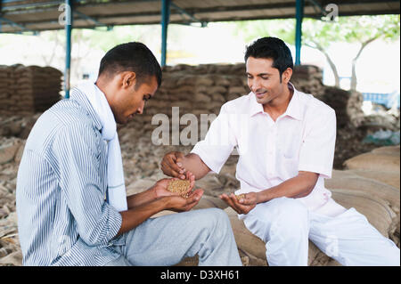 Man showing échantillon de blé à un client, Anaj, Mandi, Sohna Gurgaon, Haryana, Inde Banque D'Images