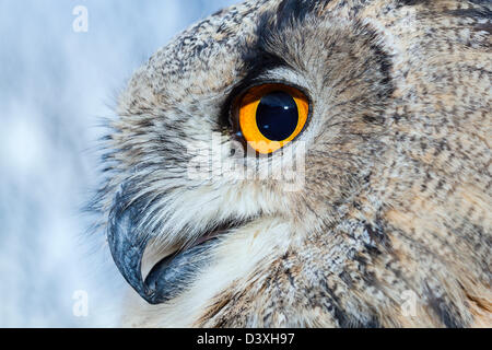 Eagle européennes d'Amérique, Bubo bubo, Bavière, Allemagne Banque D'Images