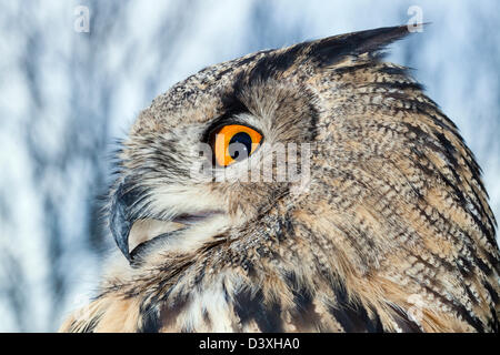 Eagle européennes d'Amérique, Bubo bubo, Bavière, Allemagne Banque D'Images