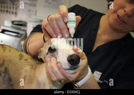 Le vétérinaire administre des gouttes dans les yeux d'un chien Whippet Banque D'Images