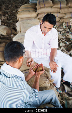 Man showing échantillon de blé à un client, Anaj, Mandi, Sohna Gurgaon, Haryana, Inde Banque D'Images