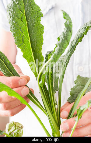 Les mains de l'homme contrôle de la croissance des feuilles d'un vert la benoîte officinale Plante Banque D'Images