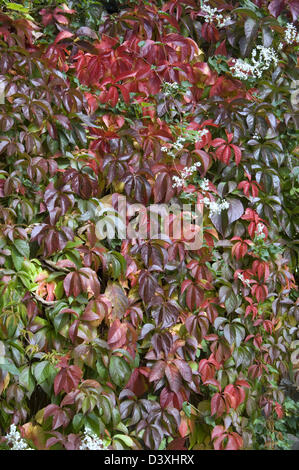 Parthenocissus quinquefolia syn. Parthenocissus quinquefolia Vitis 'vigne' close-up de coloration du feuillage en automne. Banque D'Images