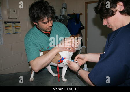 Le vétérinaire a fait un garrot sur un Jack Russel terrier chien ( échantillon de sang ) Banque D'Images
