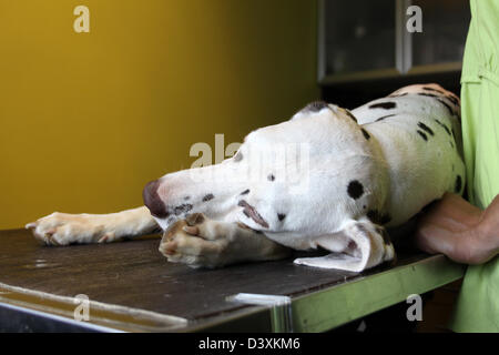 / Dalmatien Dalmatiner / Dalmatien chien sous anesthésie dans une clinique vétérinaire Banque D'Images