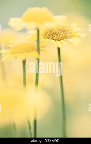 Bloming plan macro de fleurs jaunes dans un pré Banque D'Images