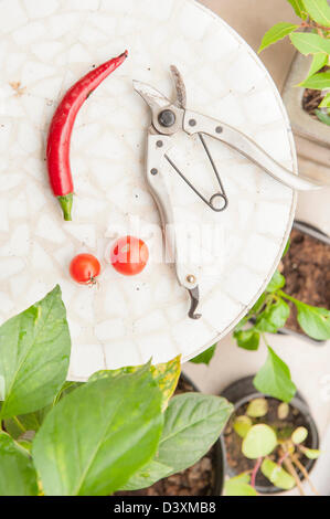Ciseaux fleurs allongé sur table avec les légumes récoltés Banque D'Images