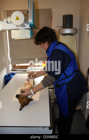 Un Jack Russel terrier de la réception d'un x-ray par un vétérinaire Banque D'Images