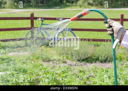 Homme avec des gants de travail tenant une tête et pulvériser de l'eau sur ses légumes et plantes Banque D'Images