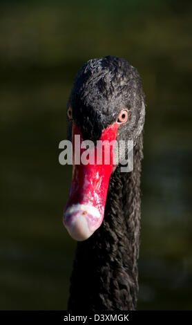 Cygne noir (Cygnus atratus) portrait. Banque D'Images