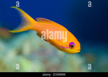 Lyretail Anthias Pseudanthias squamipinnis,, Saint John's Reef, Red Sea, Egypt Banque D'Images