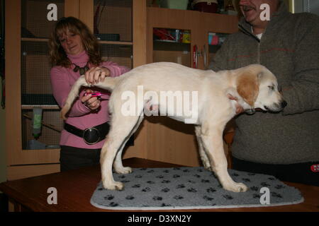 La prise de température à usage vétérinaire un chien Golden Retriever Banque D'Images