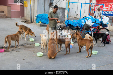 L'alimentation de l'homme indien les chiens errants à un Indien street. Puttaparthi, Andhra Pradesh, Inde Banque D'Images
