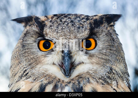 Eagle européennes d'Amérique, Bubo bubo, Bavière, Allemagne Banque D'Images