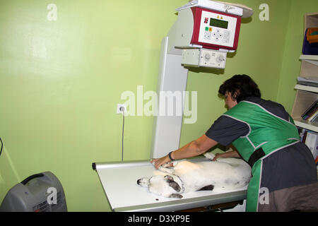 Un chien Whippet recevant un x-ray par un vétérinaire Banque D'Images