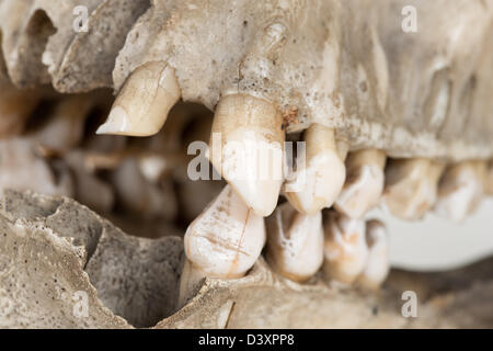 Ancien crâne de gorille mature montrant possibles causés par le braconnage à l'intérieur de l'orbite gauche endommagé et le toit du maxillaire de spear Banque D'Images