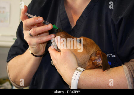 Le vaccin vétérinaire contre la toux du chenil un Jack Russel terrier Banque D'Images