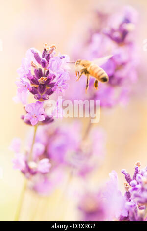 Scène d'été avec abeille pollinisant les fleurs de lavande dans green field Banque D'Images