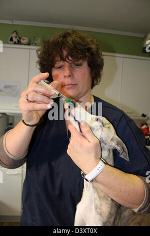 Le vaccin vétérinaire contre la toux du chenil un chien whippet Banque D'Images