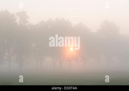 Arbres au lever du soleil avec la brume du matin Banque D'Images