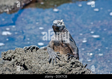 L'Équateur, Îles Galápagos, l'île de Fernandina, Punta Espinoza, iguane marin (Amblyrhynchus cristatus) Banque D'Images