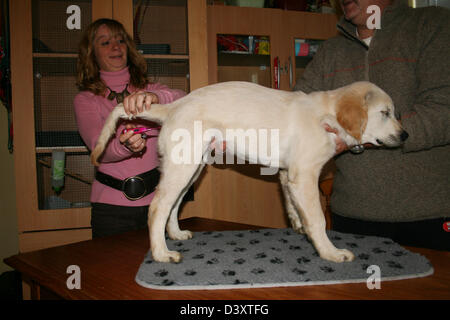 La prise de température à usage vétérinaire un chien Golden Retriever Banque D'Images