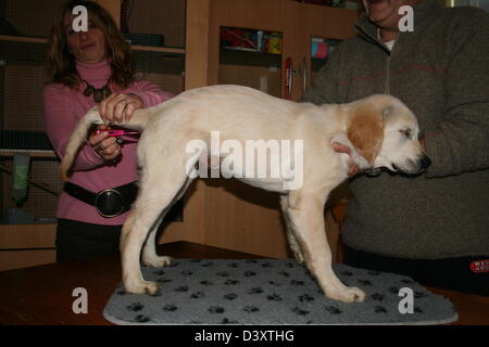 La prise de température à usage vétérinaire un chien Golden Retriever Banque D'Images