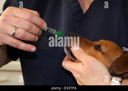 Le vaccin vétérinaire contre la toux du chenil un Jack Russel terrier Banque D'Images