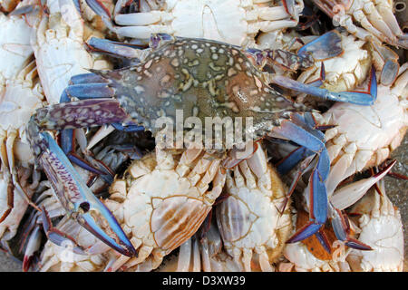 Piscine bleu Portunus pelagicus crabe pour la vente au marché aux poissons de Negombo Sri Lanka Banque D'Images