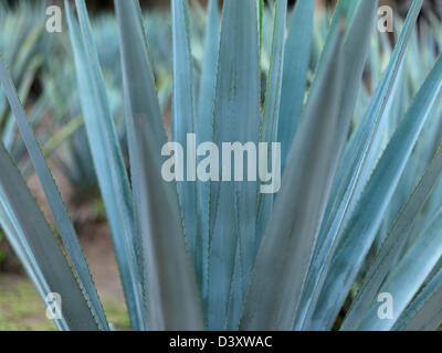 Mexique Jalisco Tequila, l'agave bleu plante utilisée pour la production de tequila Banque D'Images