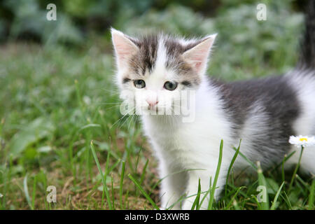 Curieux chaton jouer dans le jardin d'été Banque D'Images