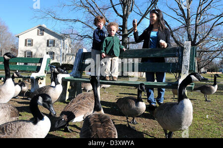 Maman prend photo comme les enfants se nourrissent des bernaches dans CT USA Banque D'Images