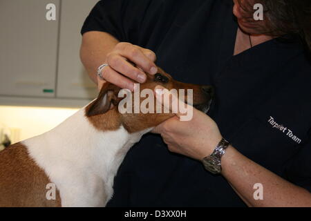 Chien Jack Russell Terrier / vétérinaire examine les yeux Banque D'Images