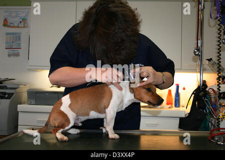 Chien Jack Russell Terrier / vétérinaire examine les oreilles Banque D'Images