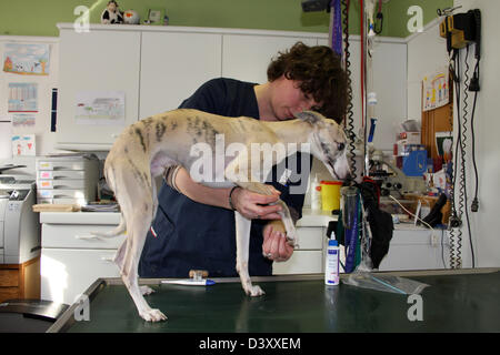 Whippet chien / vétérinaire Désinfection de jambe de chien Banque D'Images