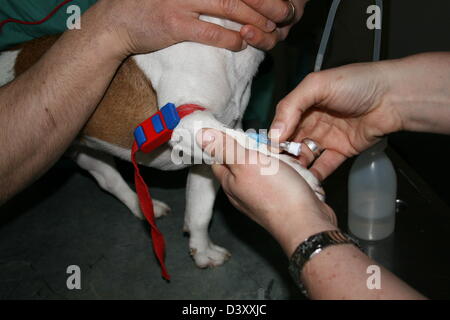 Le vétérinaire a fait un garrot sur un Jack Russel terrier chien ( échantillon de sang ) Banque D'Images