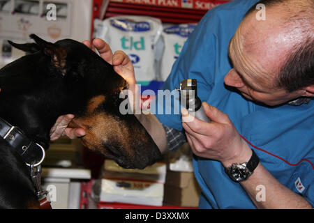 Doberman chien / vétérinaire examine les yeux Banque D'Images