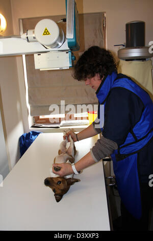 Un Jack Russel terrier de la réception d'un x-ray par un vétérinaire Banque D'Images