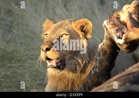 Photos de l'Afrique, Homme Lion se nourrissant d'une carcasse de girafe Banque D'Images