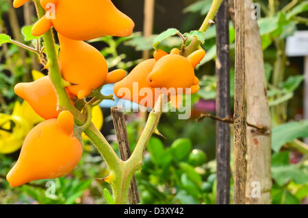 Solanum mammosum plant in garden Banque D'Images