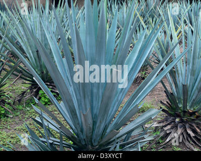 Mexique Jalisco Tequila, l'agave bleu plante utilisée pour la production de tequila Banque D'Images