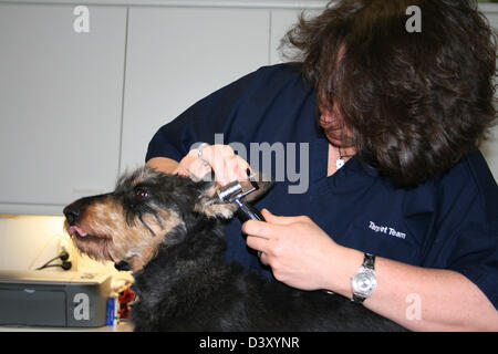 Teckel chien / vétérinaire examine les oreilles Banque D'Images