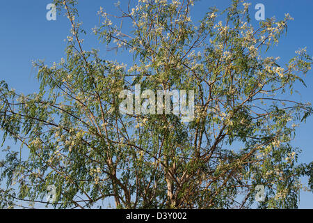 Moringa oleifera, le pilon de floraison des arbres contre un ciel bleu. L'Inde Banque D'Images